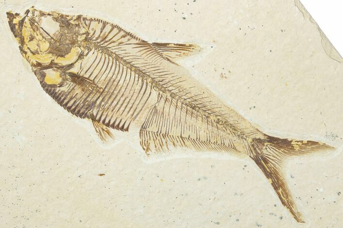 Detailed Fossil Fish (Diplomystus) - Wyoming #345394